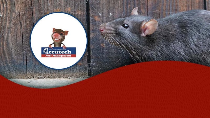 Accutech Pest Management