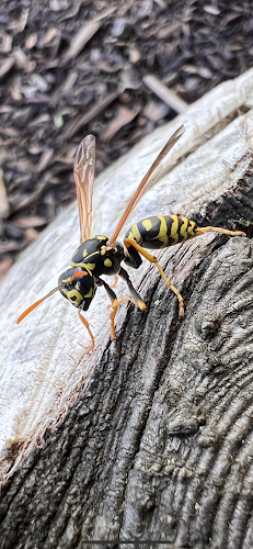 Contractor Black Widow Pest Specialists in Naugatuck CT