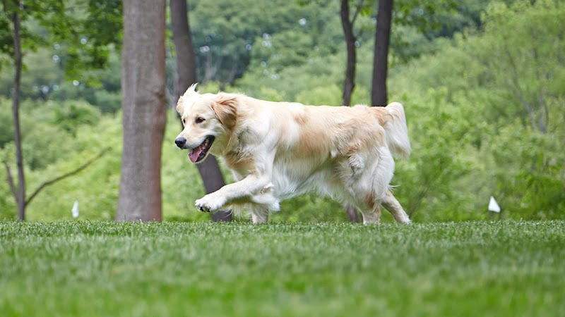 Contractor DogWatch Inc. in Natick MA