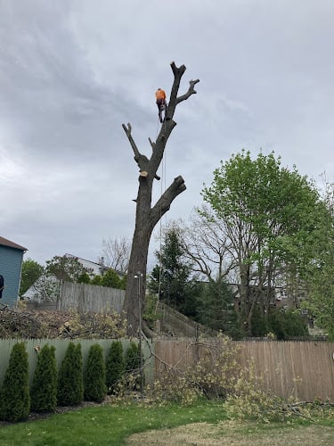 Contractor Optimus Tree Service and Landscaping in North Providence RI