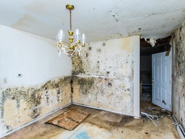 A1 Water & Mold Removal MA