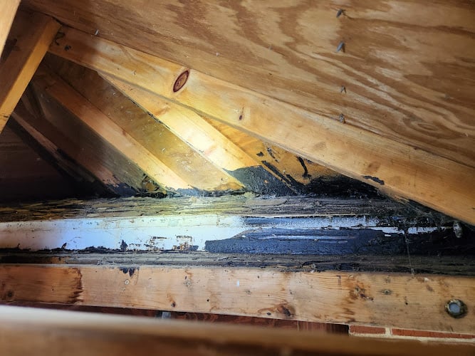 Healthy Home and Mold Inspections