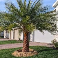 Contractor J & R Palms and Landscaping Inc in Minneola FL