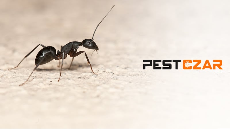 Pest Czar