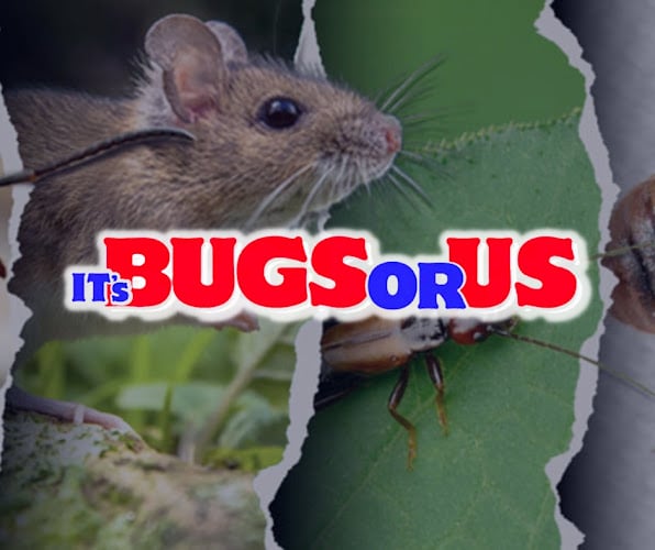 Its Bugs Or Us Pest Control - Round Rock